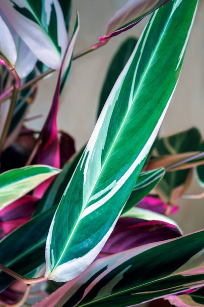 Calathea barevné zelené a purpurové listy na matnou krémovou barvu pozadí. Calathea ornata Pinstripe Calathea, tropické listy. - Fotografie, Obrázek