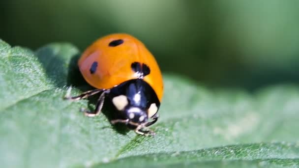 Oranje lieveheersbeestje zit op een blad close-up, macro. - Video