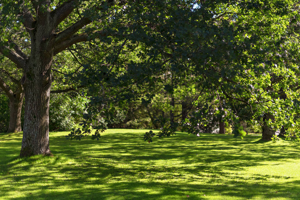 Lush park with oak trees and a well trimmed lawn. Sweden - Photo, Image