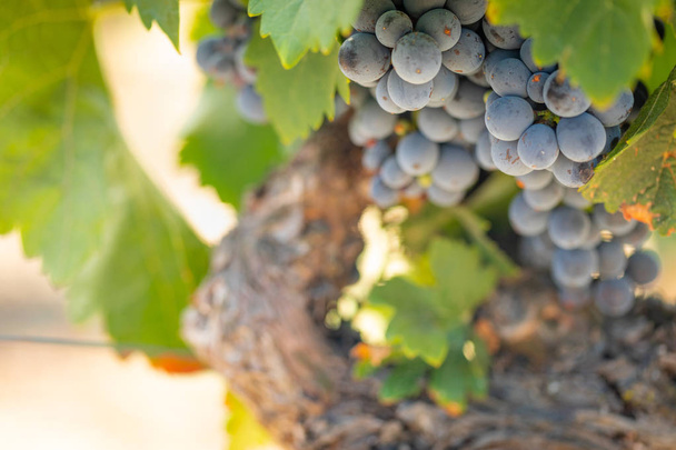 gür ile bağ, asma üzerinde olgunlaşmış şarap üzüm hasat için hazır.. - Fotoğraf, Görsel