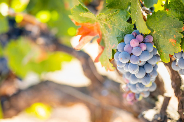 виноградник з пишними, стиглі вино винограду на корені готова для збору врожаю. - Фото, зображення