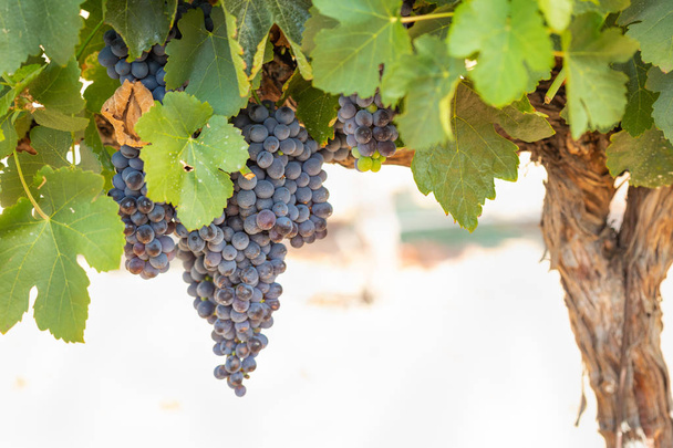Weinberg mit saftigen, reifen Weintrauben am Rebstock, reif für die Ernte. - Foto, Bild