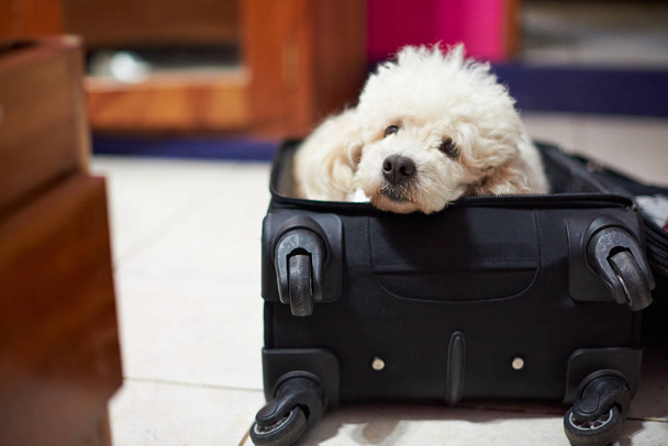 Cute dog laying in black suitcase - Фото, зображення