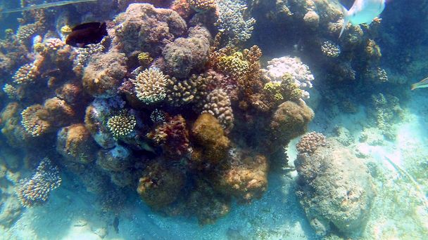 Hal-sebészeti Akantnuridae, durbincs fajok és ezen a környéken: egy fényes színes korallzátonyok a Red Sea, Hurghada, Egyiptom, napfény, hullámok, víz alatt úszni. - Fotó, kép