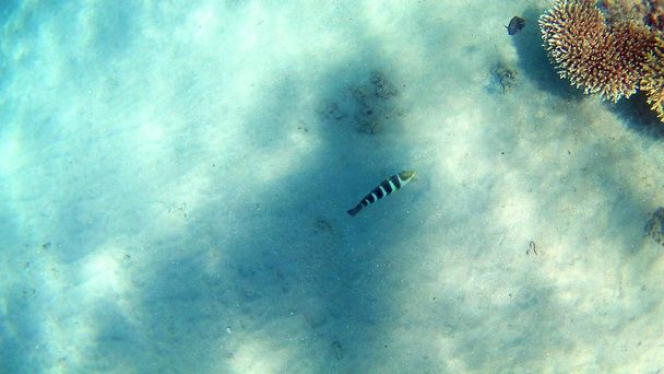 Hal-sebészeti Akantnuridae, durbincs fajok és ezen a környéken: egy fényes színes korallzátonyok a Red Sea, Hurghada, Egyiptom, napfény, hullámok, víz alatt úszni. - Fotó, kép