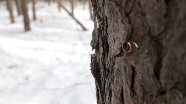 Wedding day rings for bride and groom in nature outdoors close up. Golden wedding rings hanging on branch on the green background. Wedding rings in the hollow of old tree - Footage, Video