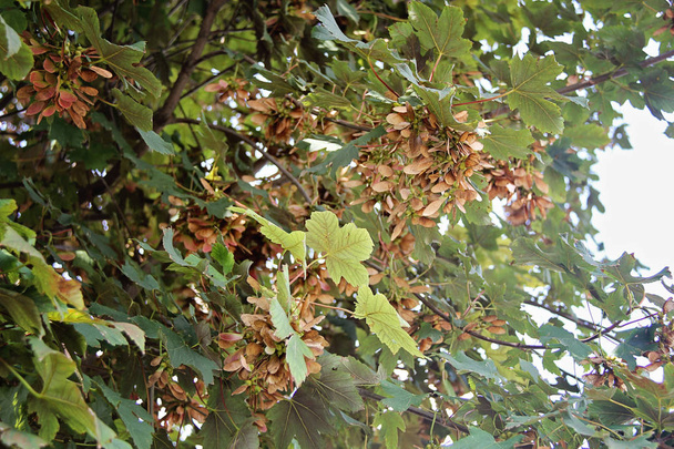 Maple Tree Самара на літніх - Фото, зображення