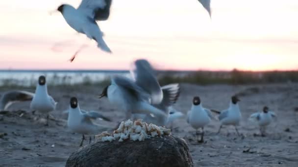 Meeuwen pikken stukken brood op een rots aan de zee in de close-up van de avond. Zeevogels eten lokken toeristen - Video
