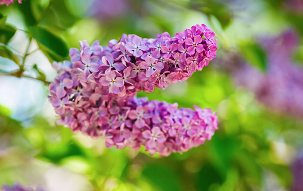 Branch of blossoming pink lilac flowers. Selective focus. - Photo, Image