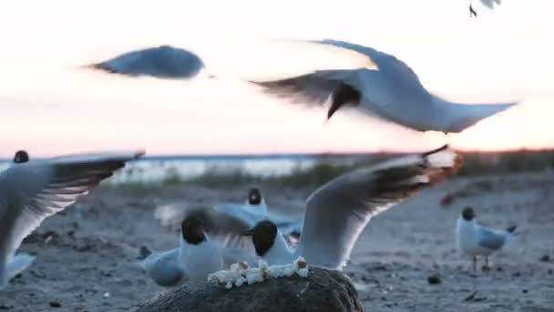Meeuwen pikken stukken brood op een rots aan de zee in de avond bij zonsondergang close-up. Zeevogels hongerige meeuwen eten brood voor toeristen - Video