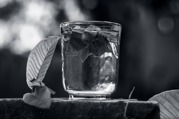 Close up view of guava leaves in a glass of water - Valokuva, kuva