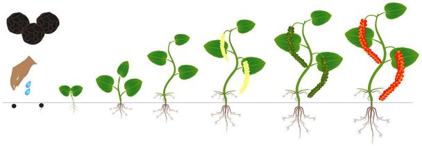 Wachstumszyklus einer Pflanze aus schwarzem Pfeffer isoliert auf weißem Hintergrund. - Vektor, Bild