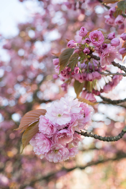 Pink cherry blossoms at spring - Valokuva, kuva