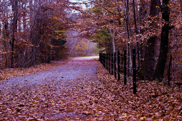 Dit is een afbeelding van een natuurlijke trail bedekt met rode bladeren tijdens de herfst - Foto, afbeelding