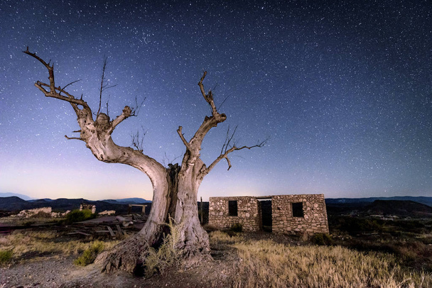 Puu, jota käytetään elokuvana Tabernasissa, Almerassa (Espanja)
) - Valokuva, kuva