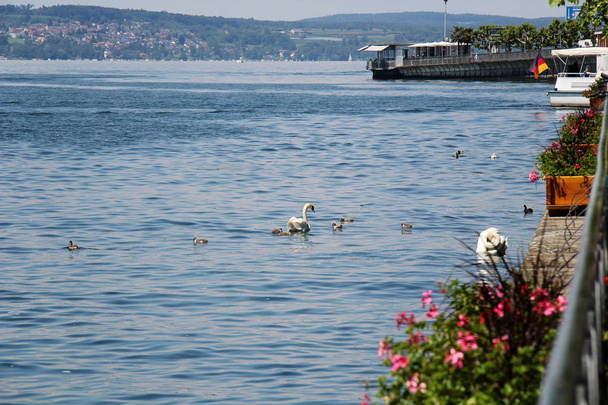 Κύκνοι στο Bodensee ή Λίμνη Κωνσταντία  - Φωτογραφία, εικόνα