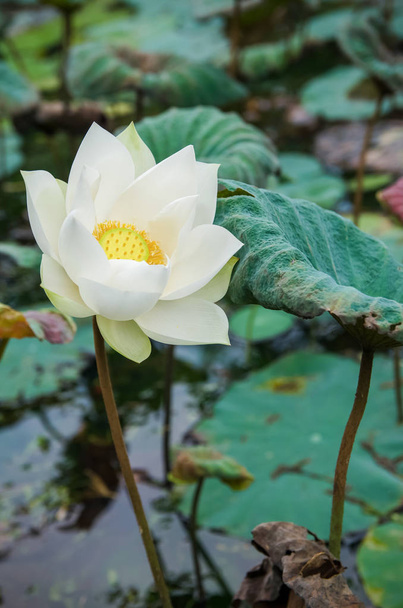 Vista panorámica de las flores de loto blanco en el estanque
. - Foto, imagen
