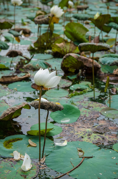 Beyaz lotus çiçek gölet manzaralı görünüm. - Fotoğraf, Görsel