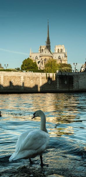 Panorama of the Notre Dame cathedral in the morning - Foto, Imagem