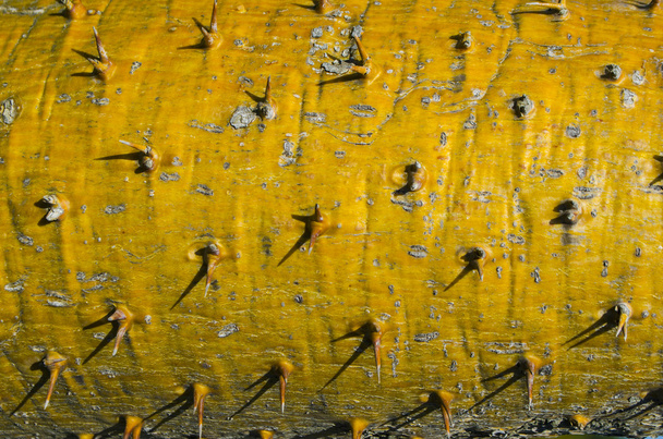 sárga kaktusz - Fotó, kép