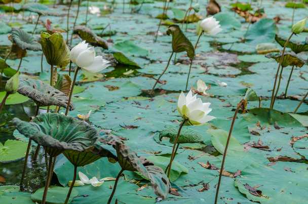 Scenic view of the white lotus flowers in the pond. - Photo, Image