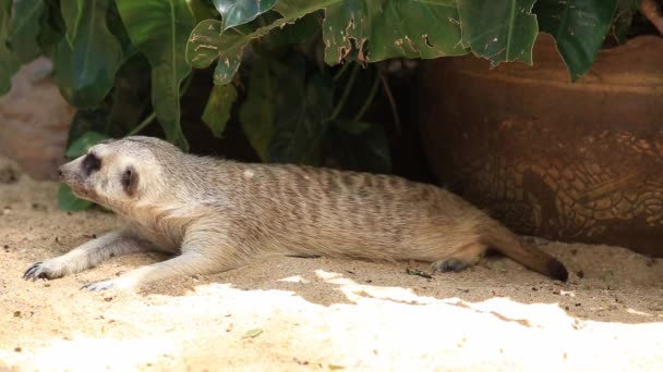 Close-up Meerkats sleeping  in zoo. - Felvétel, videó