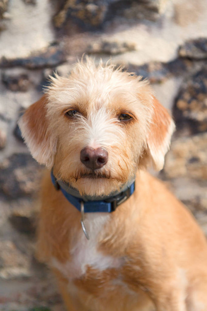 Portrait outdoor little cross breed dog against stone wall - Foto, Imagem