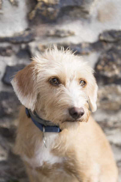 Portrait outdoor little cross breed dog against stone wall - Foto, Imagem