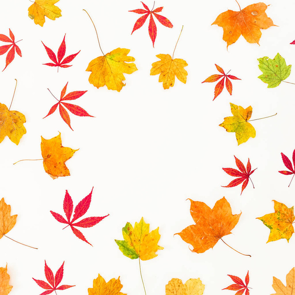 Cornice autunnale di foglie di albero autunnale su sfondo bianco. Posa piatta, vista dall'alto
 - Foto, immagini