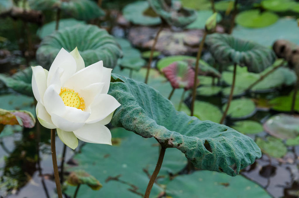 Scenic view of the white lotus flowers in the pond. - Photo, Image