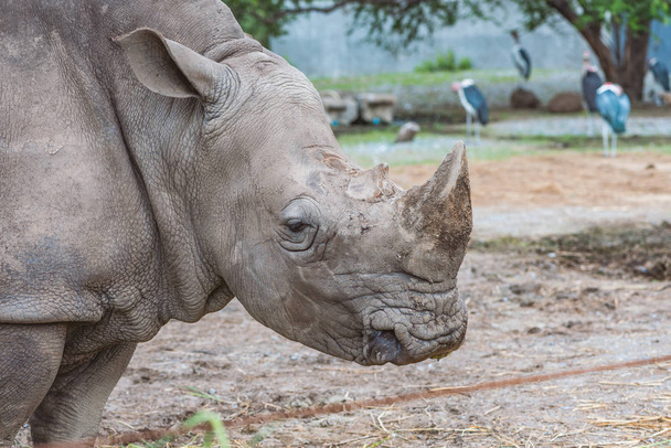 Perfil de perto da cabeça de rinoceronte ou rinoceronte em um zoológico
. - Foto, Imagem