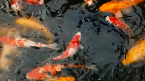 Ζωντανή ζωηρόχρωμο ιαπωνικό Koi-Carp ψάρια κολύμπι στα παραδοσιακά λιμνούλα στον κήπο. Κινεζική φανταχτερό γριβάδια κάτω από την επιφάνεια του νερού. - Πλάνα, βίντεο