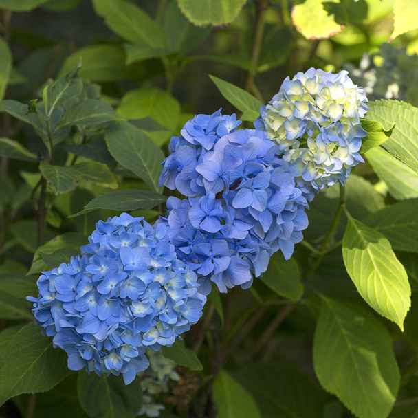 Krzew kwiat hortensji Blaumeise kwitnący w ogrodzie - Zdjęcie, obraz