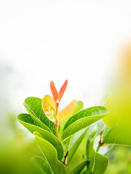 Closeup groen blad met onscherpe natuurlijke achtergrond in de tuin. - Foto, afbeelding