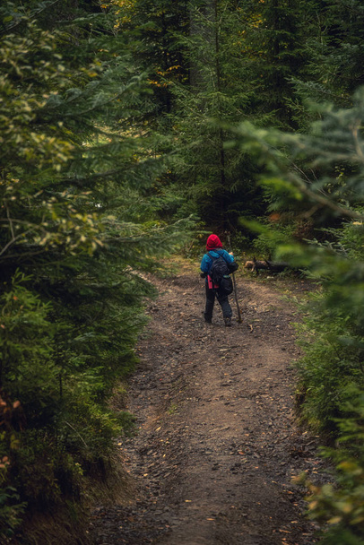 A tourist walking along a forest path of a dark spruce forest. - Zdjęcie, obraz