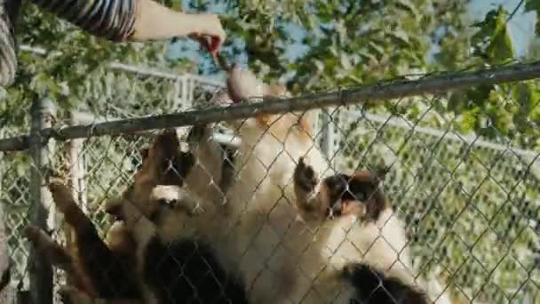 A woman gives tasty slices of food to her dogs - Filmmaterial, Video