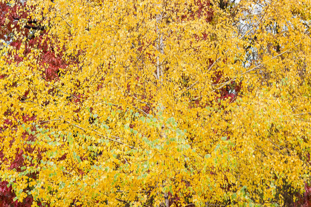 Background of fragment of the birch tree with autumn leaves on a background of other trees - Photo, Image
