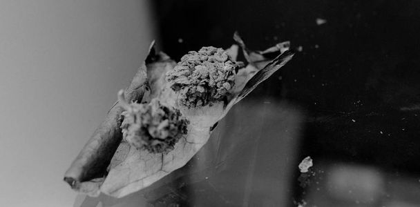 ζιζάνιο αμβλύ close-up. δύο μπουμπούκια μαριχουάνα που βρίσκεται σε ένα φύλλο τσιγάρο - Φωτογραφία, εικόνα
