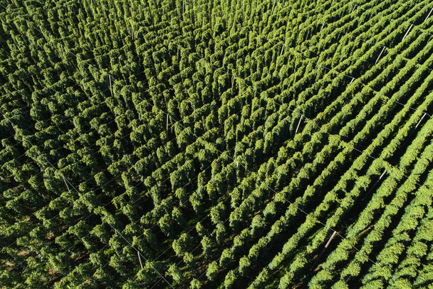 topview from a field with hops in bavaria (Holledau, Hallertau), germany, aerial view - Foto, Imagem