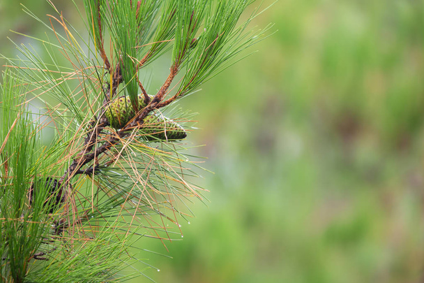 Pine tree with morning dew on the twig, abstract natural backgrounds Pine cones Limited depth of field. There is space for text Close-up - Valokuva, kuva