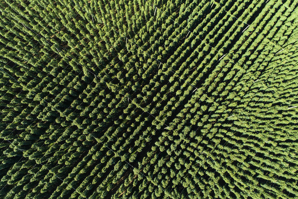 вид с поля с хмелем в Баварии (Хемниц, Халлертау), Германия, вид с воздуха
 - Фото, изображение