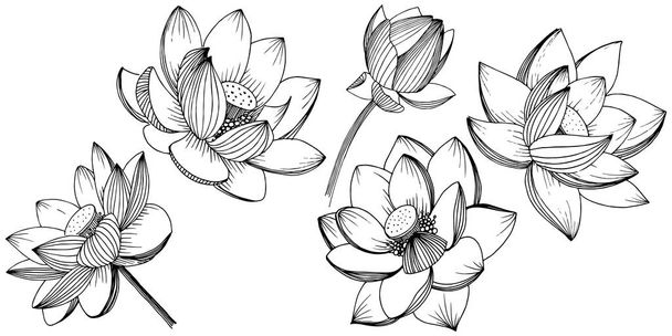 Vektor Lotusblume. Blütenbotanische Blume. isoliertes Illustrationselement. voller Name der Pflanze: Lotus. Vektorwildblume für Hintergrund, Textur, Wrappermuster, Rahmen oder Rahmen. - Vektor, Bild