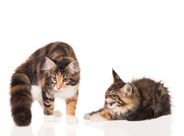 Cute Maine Coon kittens isolated over white background - Photo, Image
