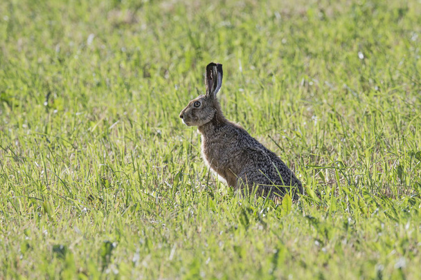 gray silhouette hare sitting on a clearing of green grass - Photo, Image