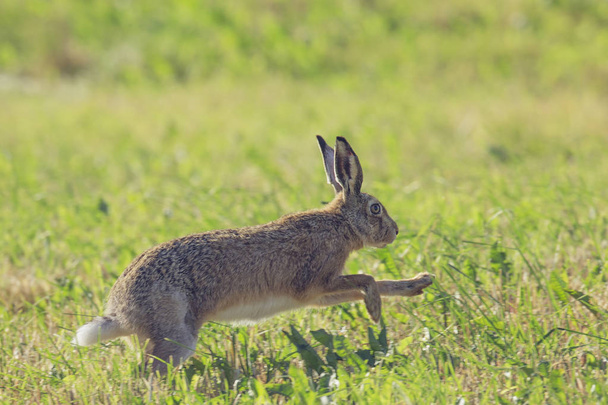 gray hare running on a clearing of green grass - Photo, Image