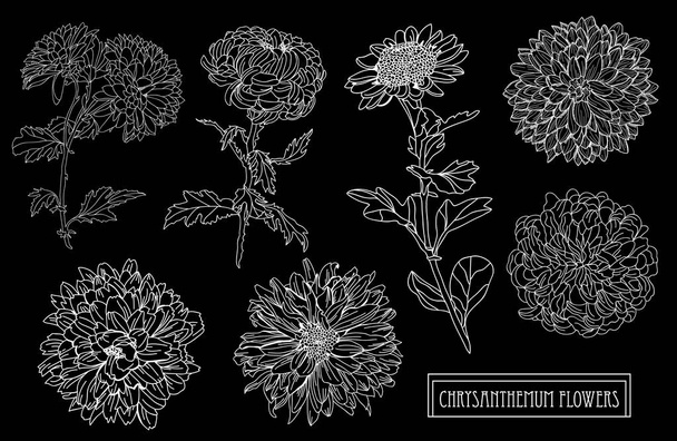 Decorative chrysanthemum flowers set, design elements. Can be used for cards, invitations, banners, posters, print design. Floral background in line art style - ベクター画像