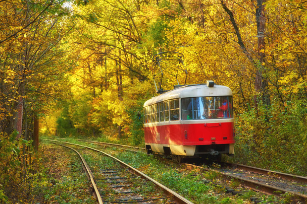 Червоний ретро трамвай проходить по шляху через осінній ліс
 - Фото, зображення