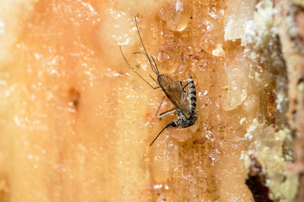 komara utknął w oleożywice sosna, owada na stronie uszkodzonego drewna - Zdjęcie, obraz