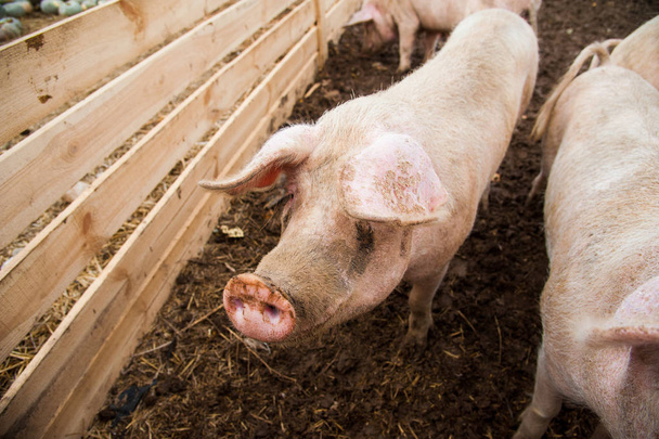 Evcil domuzlar. Köydeki bir çiftlikte domuzlar - Fotoğraf, Görsel