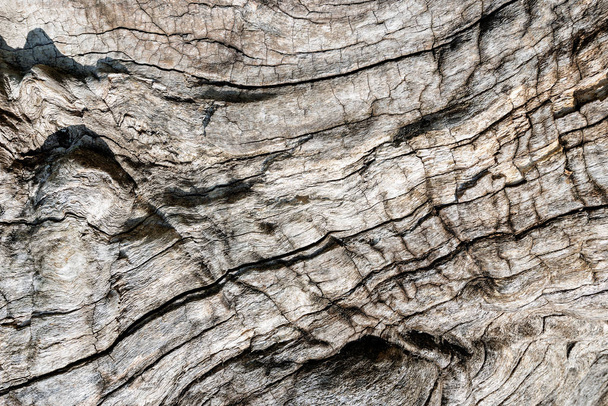 Close-up of the texture of an old tree bark for a background, light version  - Zdjęcie, obraz